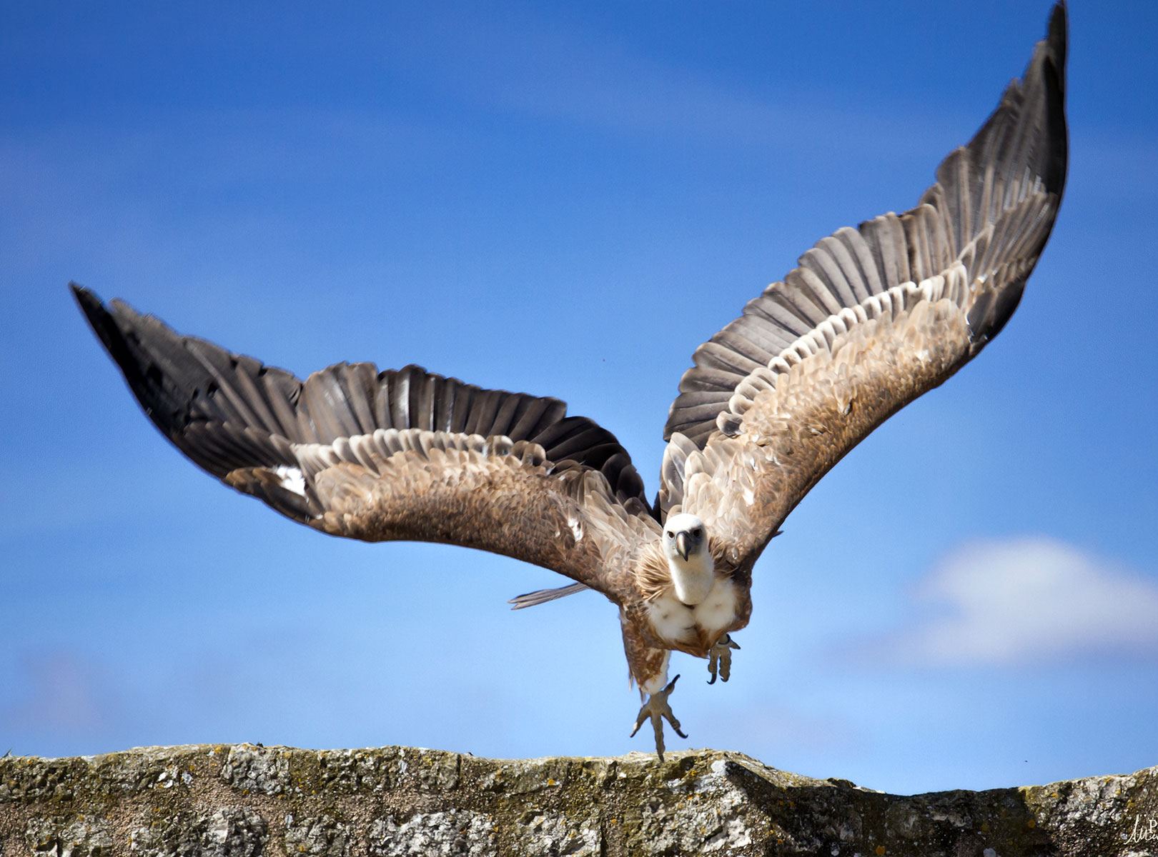 Les Aigles Des Remparts A Provins Spectacles De Rapaces Fauconnerie Equestre Et Evenementiels